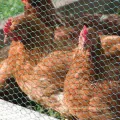 Maison jardin poulet clôture en filet en mailles hexagonales